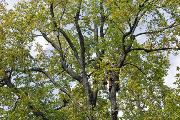 Seasonal Cleanup (Spring/Fall) in Gibson, AR